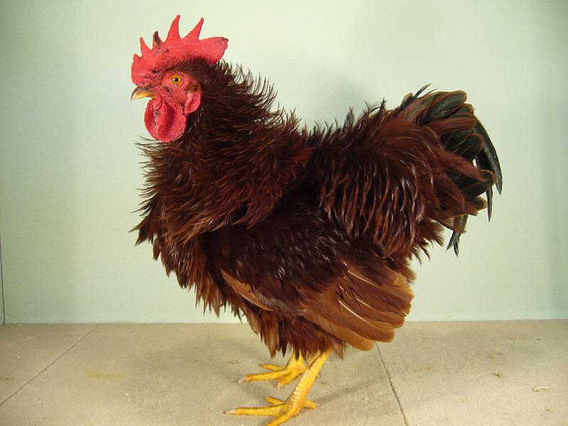 Muenster 2008 144.jpg - Zwerg Strupphühner rot von Nele Lohmeier Preis sg 94